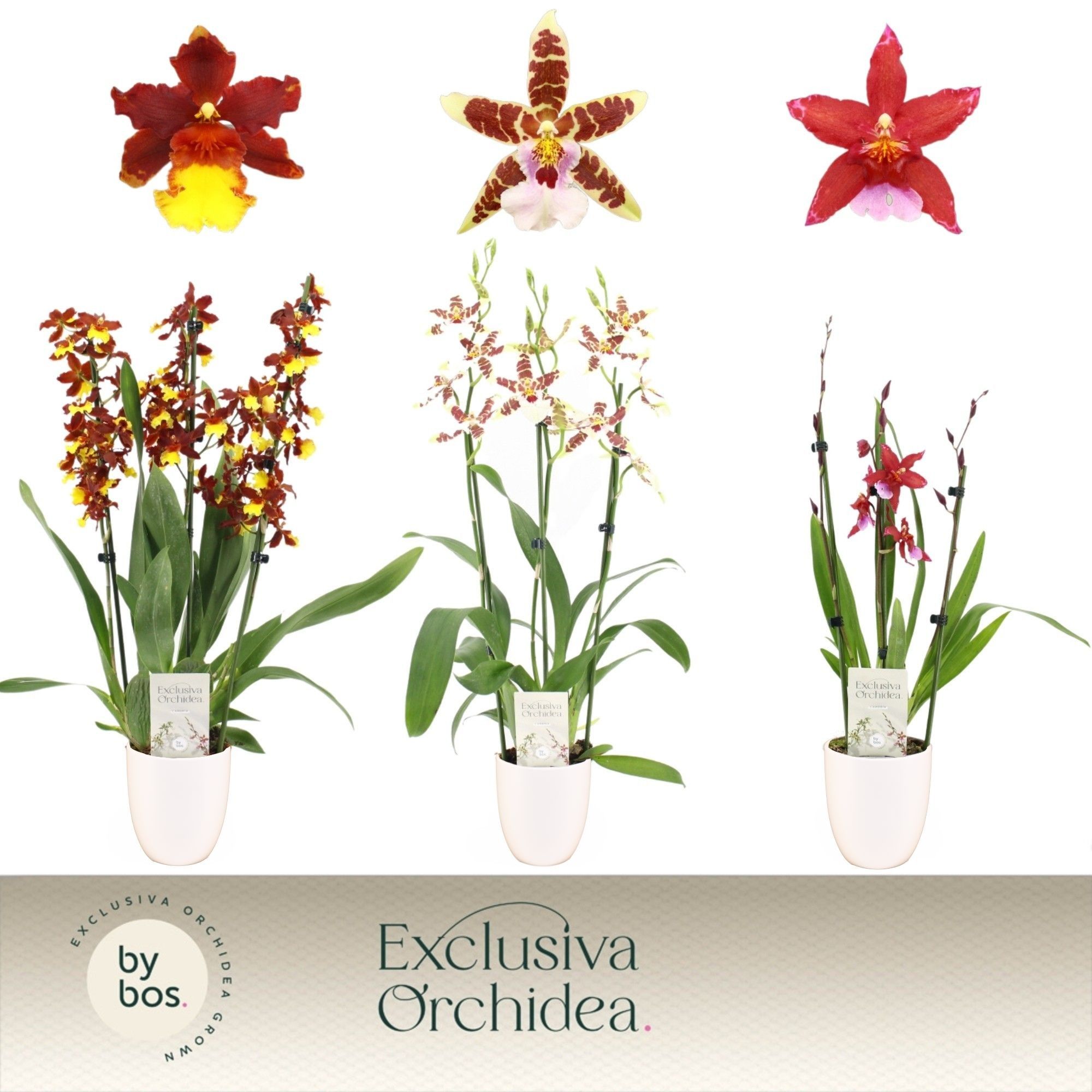 Cambria, Mix 3-spike in Lotte White 'Exclusiva Orchidea', D 12