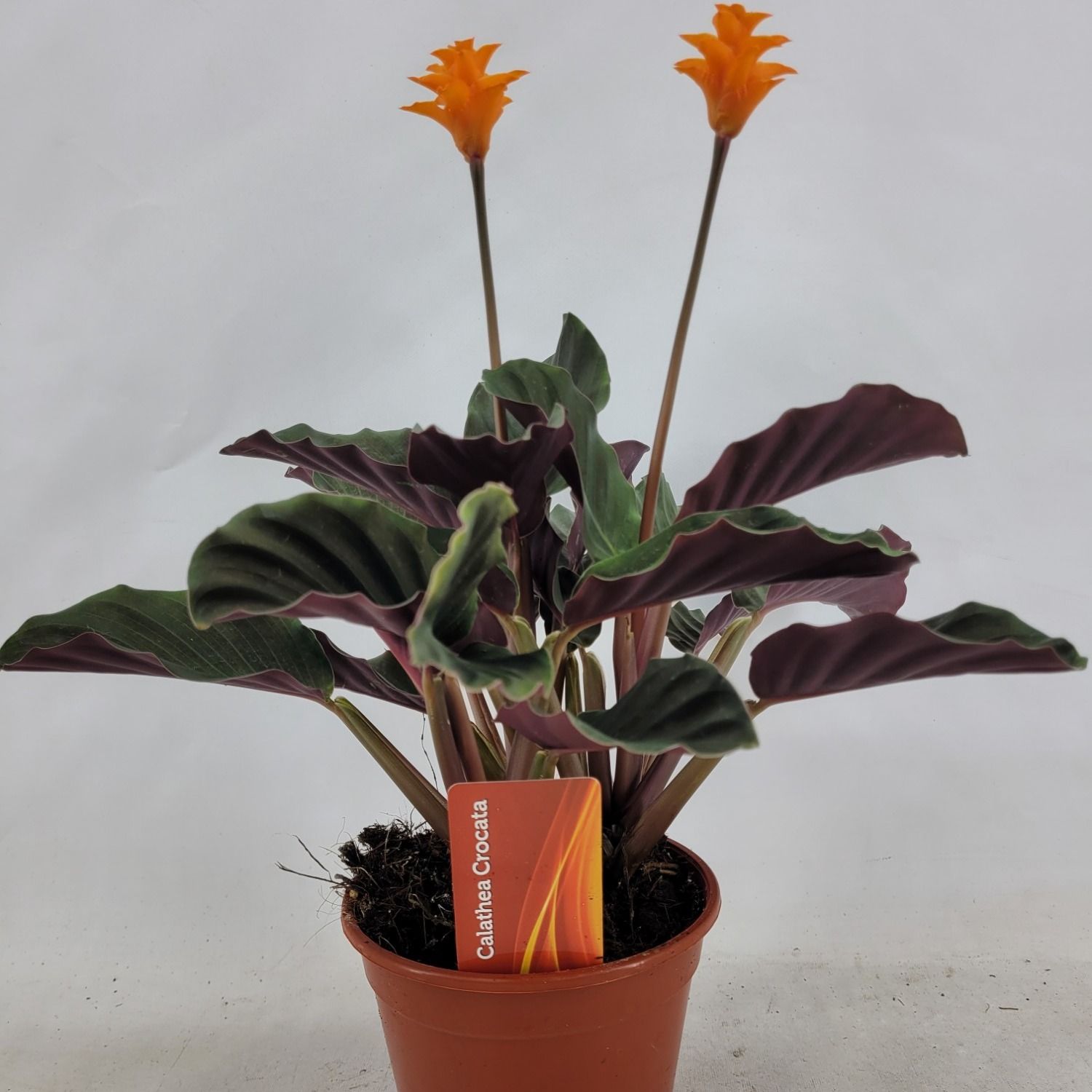 Calathea crocata 2bl, D 14