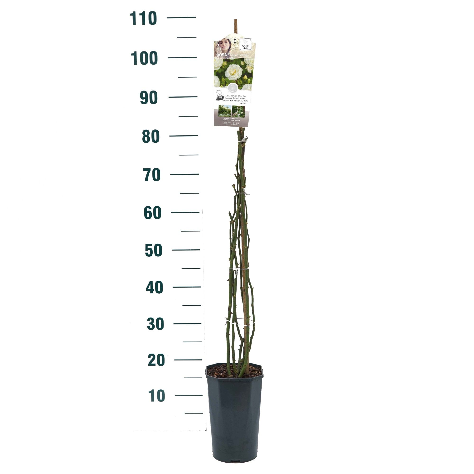 Rosa 'Perfume Dreams' - Klim - C3rp - Exclusive Collection, D 19