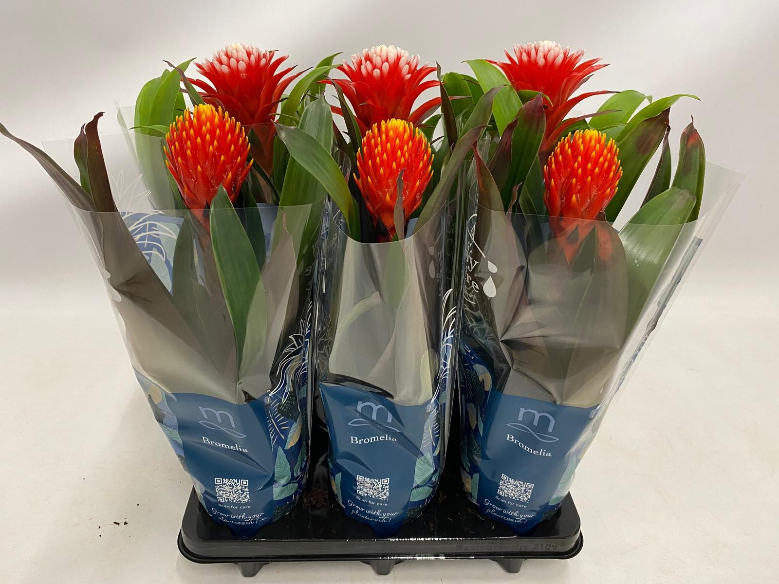 Guzmania Rockyflower Mix Hope/Tala | Mazie, D 12 cm