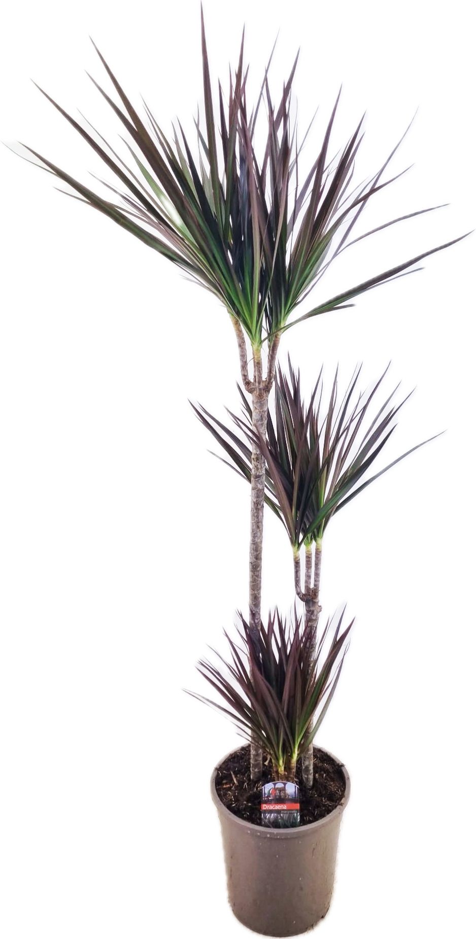 Dracaena marginata Magenta 75-45-10, D 24