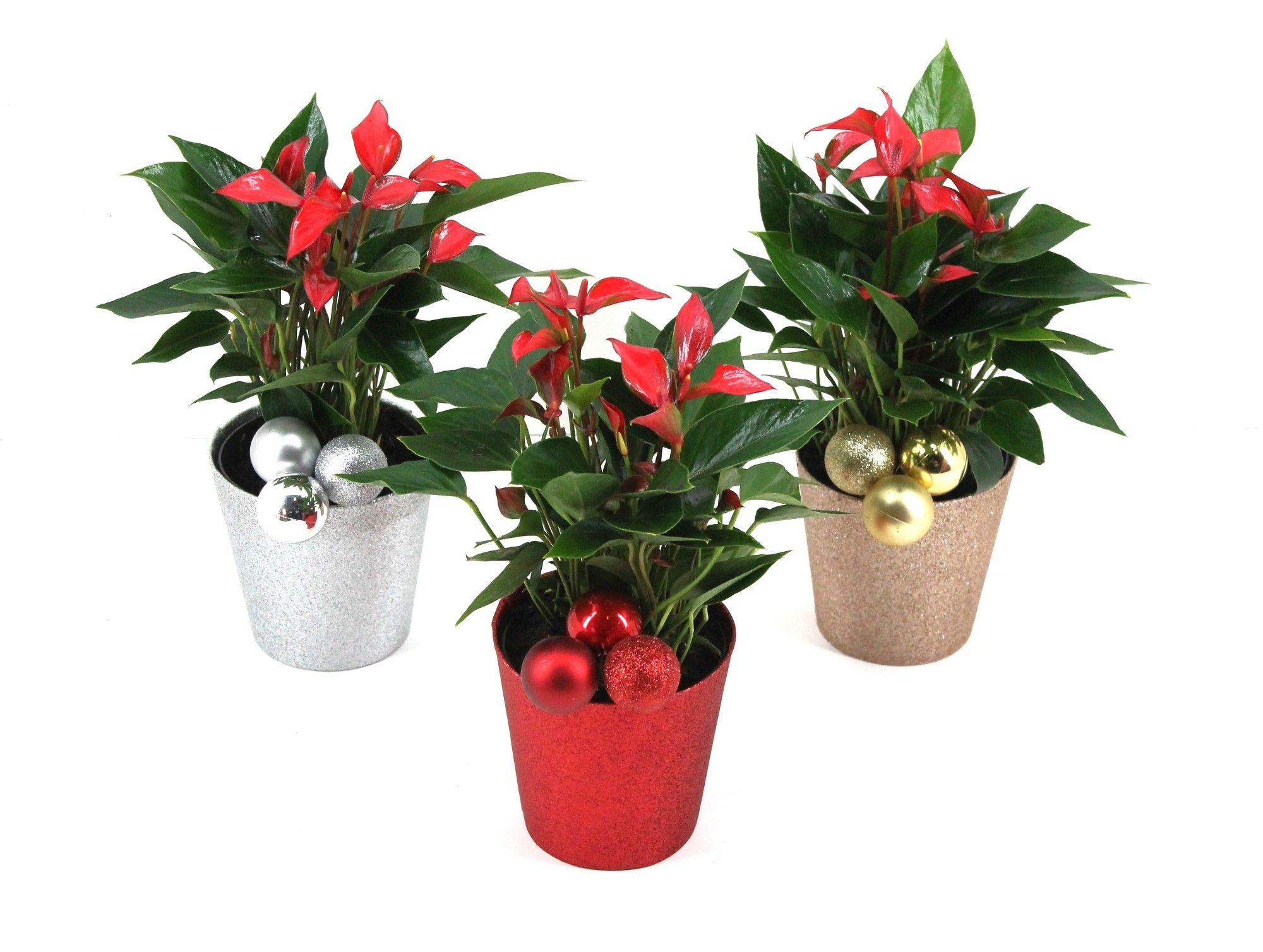 Anthurium XL.67 Trillions Red 12cm in glitterpot met kerstbalbijsteker, D 12