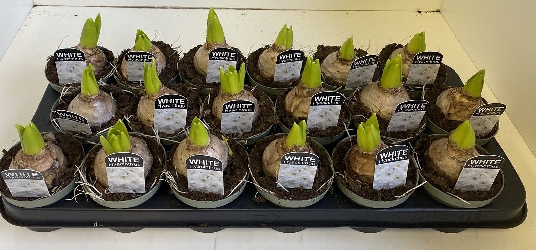 9 cm Hyacint White Pearl in olijfgroene pot, D 9