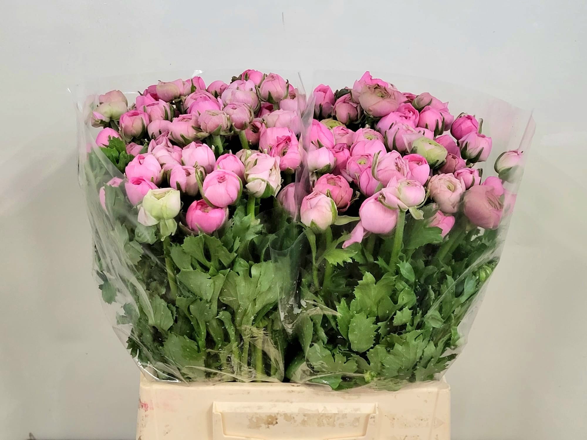 Ранункулус Элеганс Пинк 45, шт.