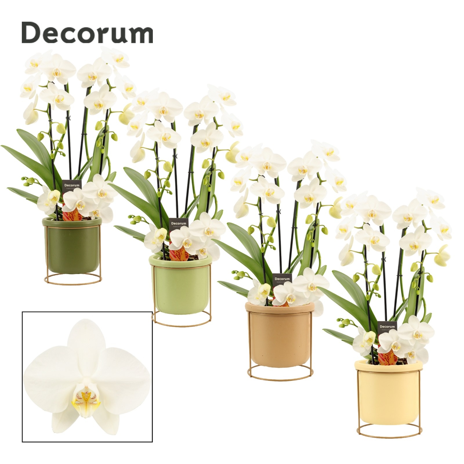 Phalaenopsis twirl wit in Lynn (Silent moods-collection), D 12