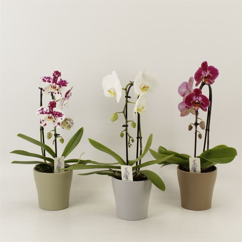 Phalaenopsis Elegant Cascade Unoboga mix in Modern living keramiek, D 12