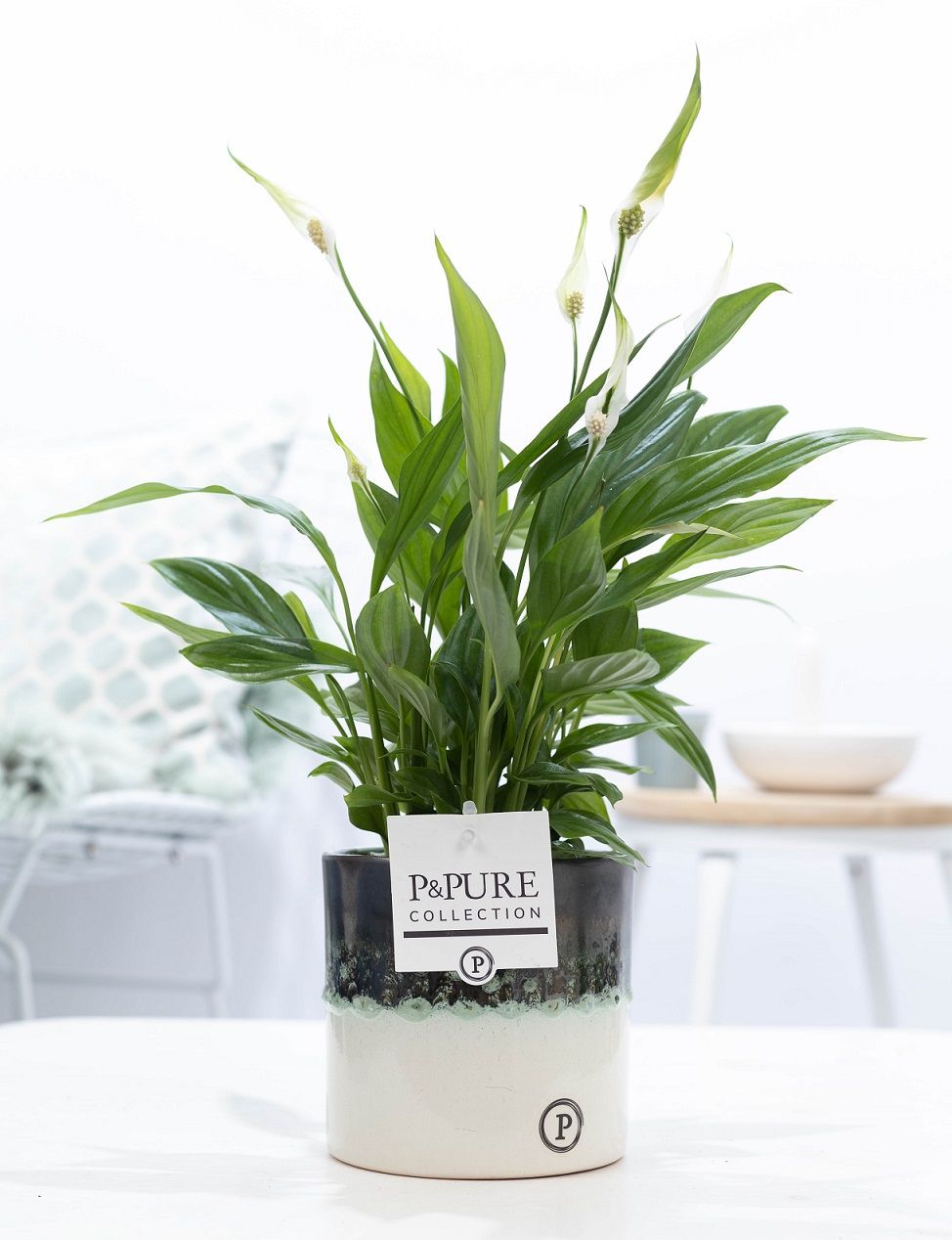 Spathiphyllum Korto P&PURE Illusion ceramics, D 12