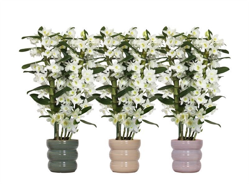 Stoneware p12 Liam mix Dendr Nobile Apollon 3T24+tros regular, D 12