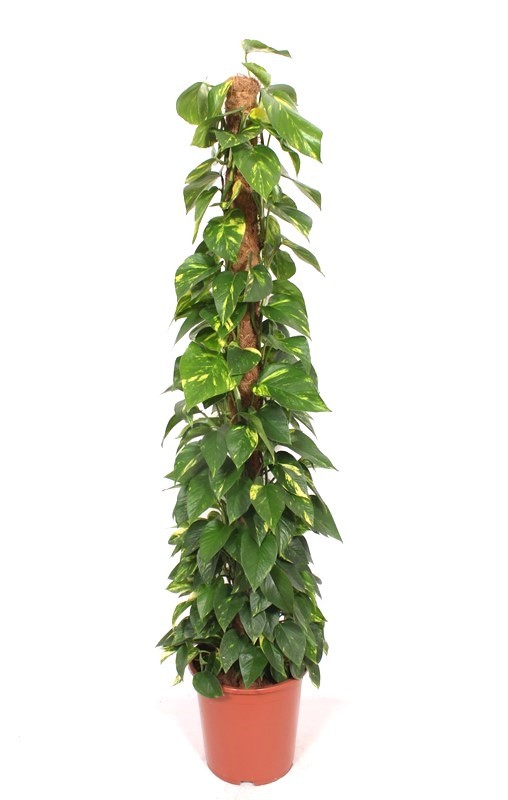 Epipremnum Aureum, D 27 cm Epipremnum Aureum, D 27 cm