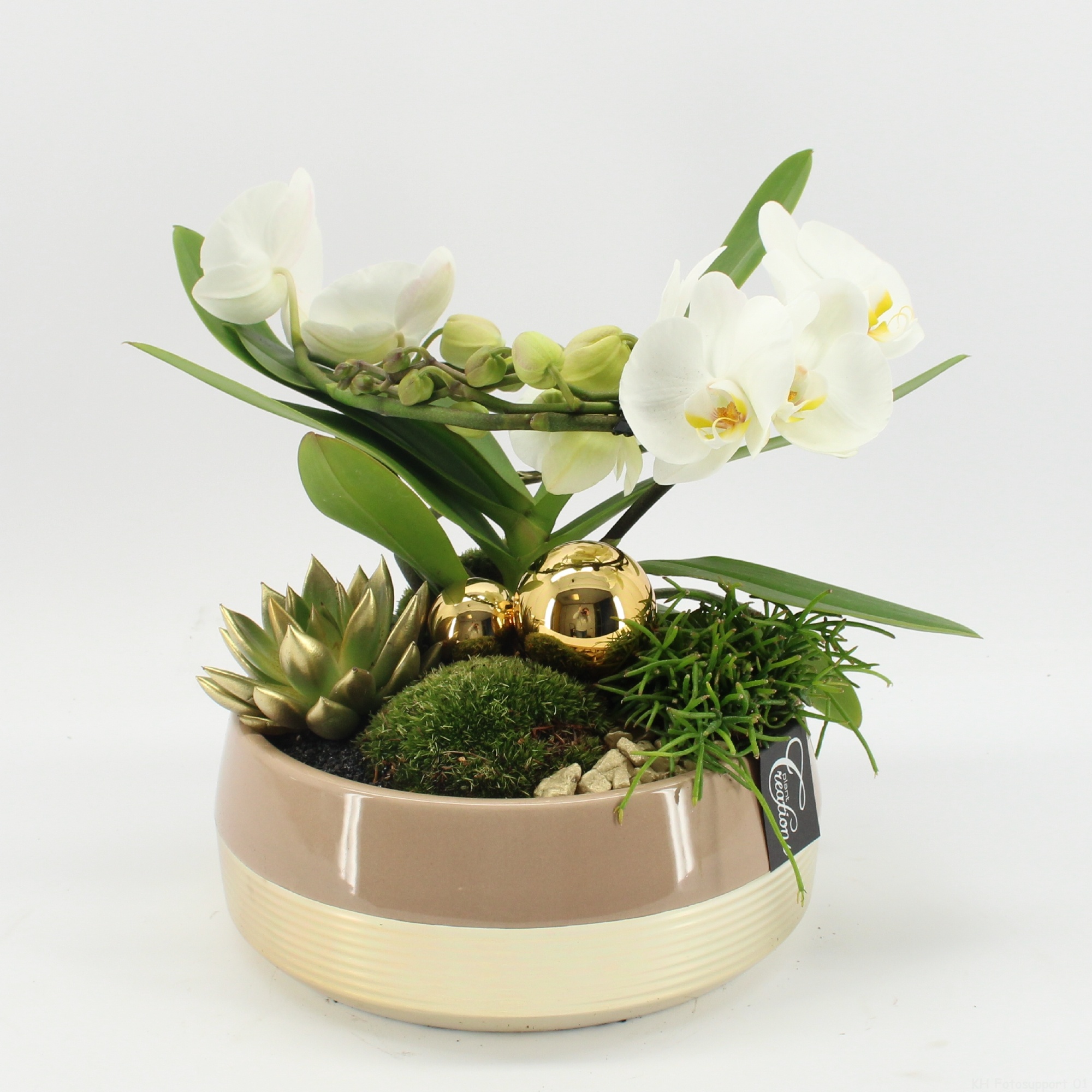 LICR-2516 Limited Phalaenopsis Xmas, D 25 cm LICR-2516 Limited Phalaenopsis Xmas, D 25 cm