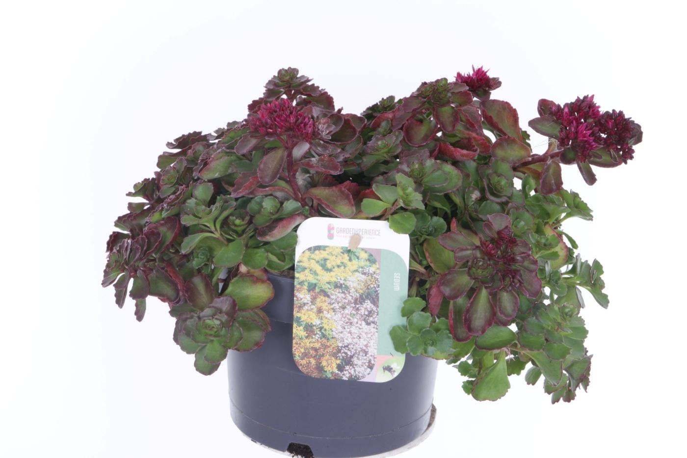 Sedum spurium Purple winter, D 17 cm