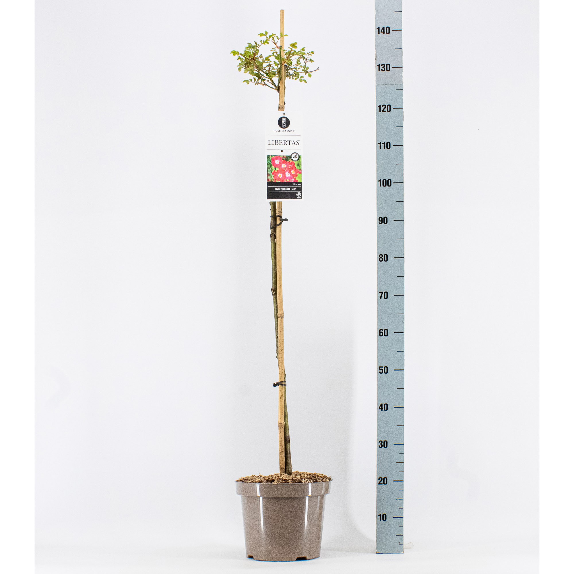 Rosa (Rambler) Libertas ®, 110 cm, C7.5, D 26