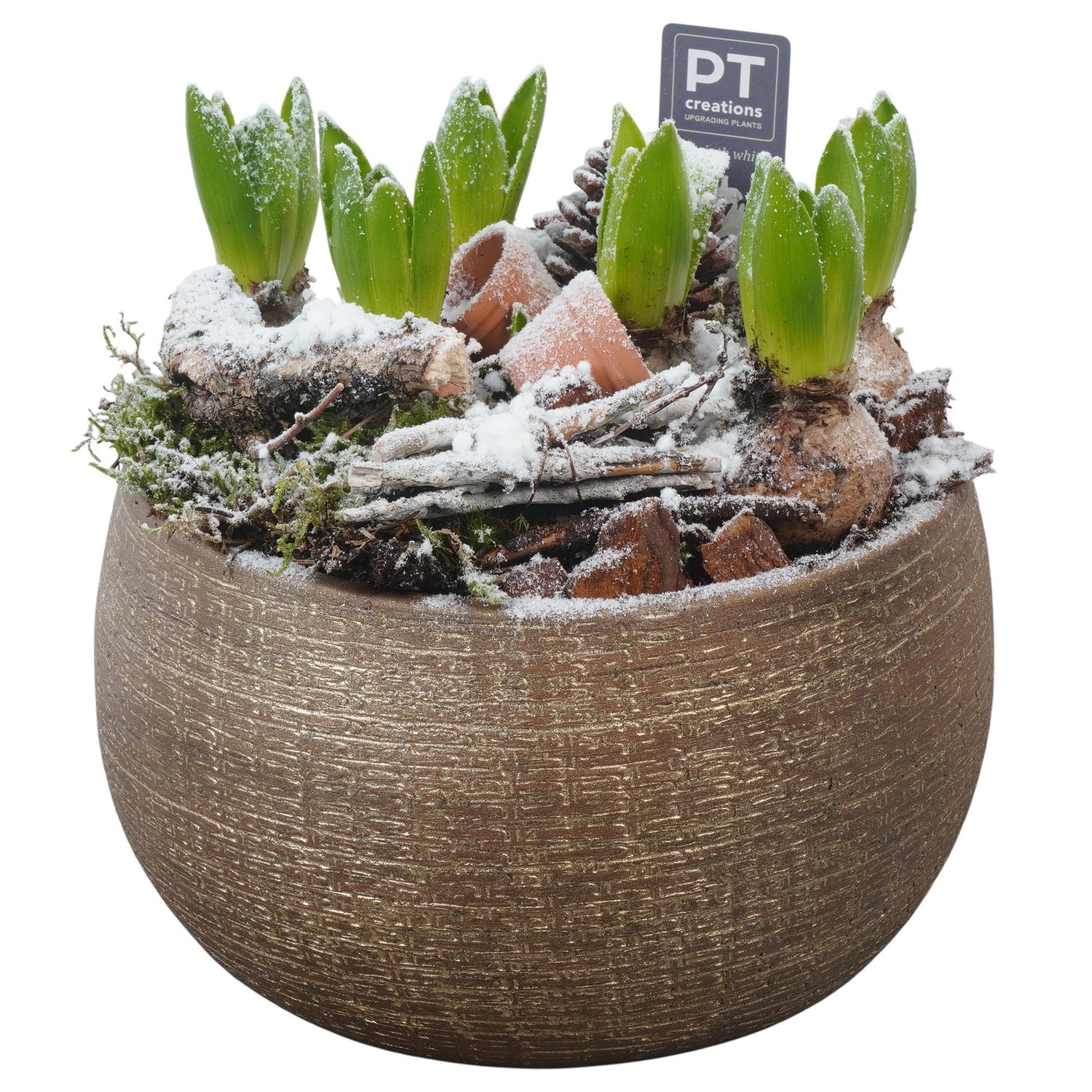 PTWH4069 Arrangement Winter Hyacint in keramiek schaal, D 23