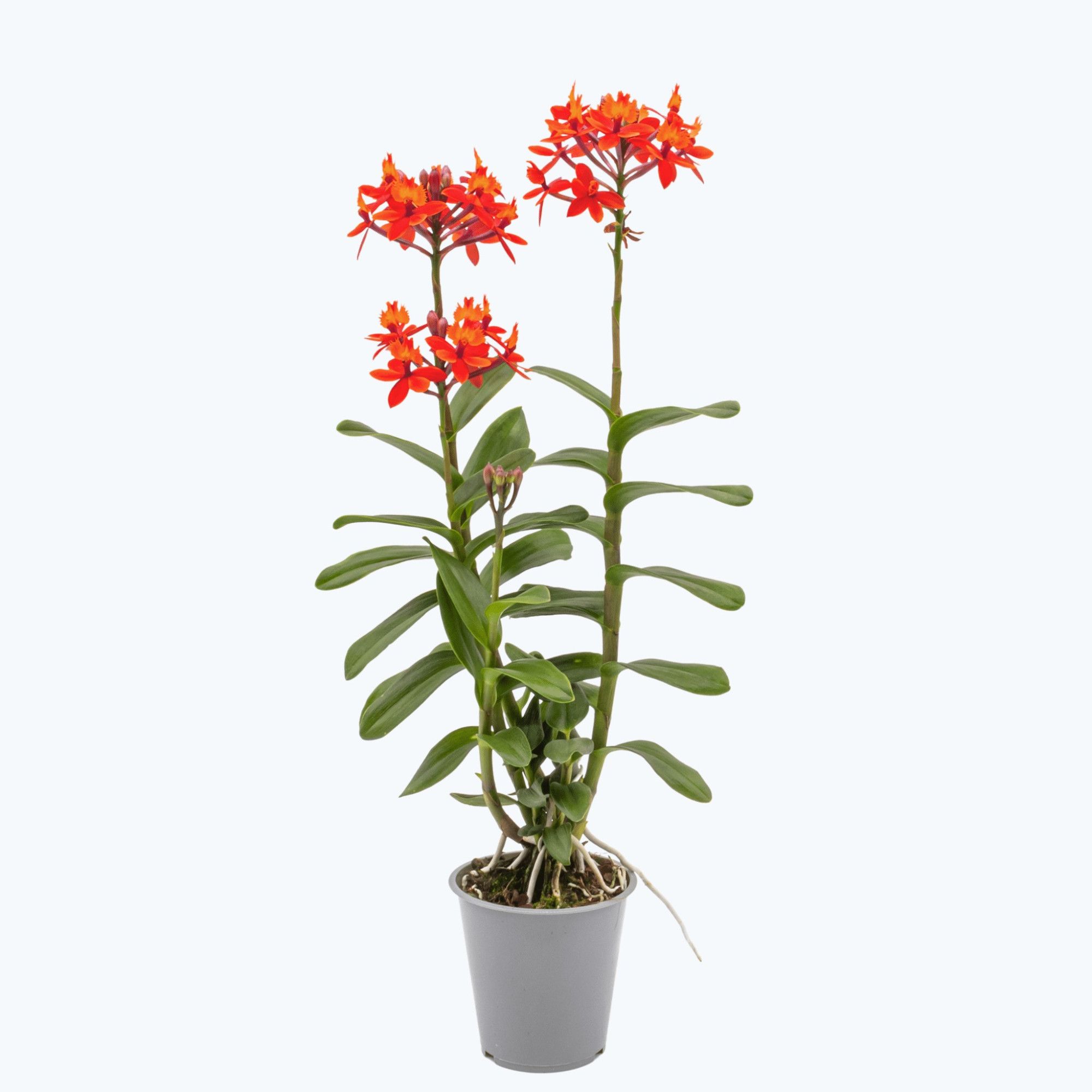 Epidendrum 1 Tak 'Nordic Fire' 9 cm Topf, D 9