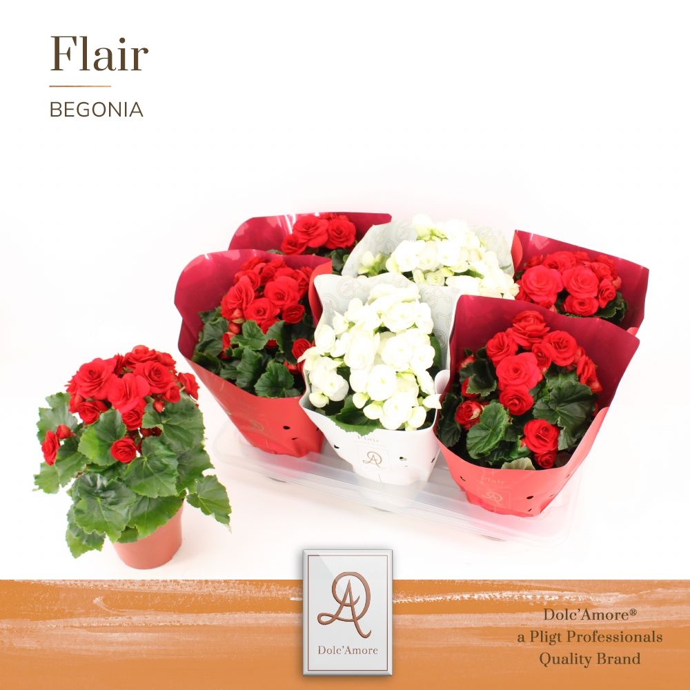 Begonia Roma Mix P14 Dolc'Amore® Flair Metallic, D 14