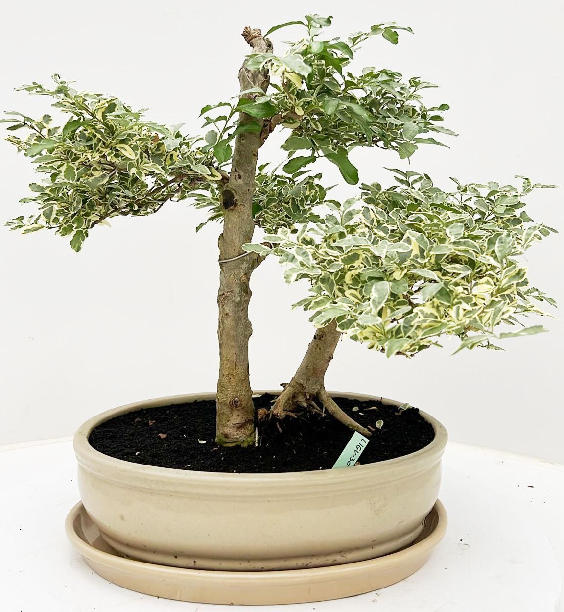Ligustrum chinensis variagata, pot 30 cm, height 40cm. with driptray. (single item), D 30