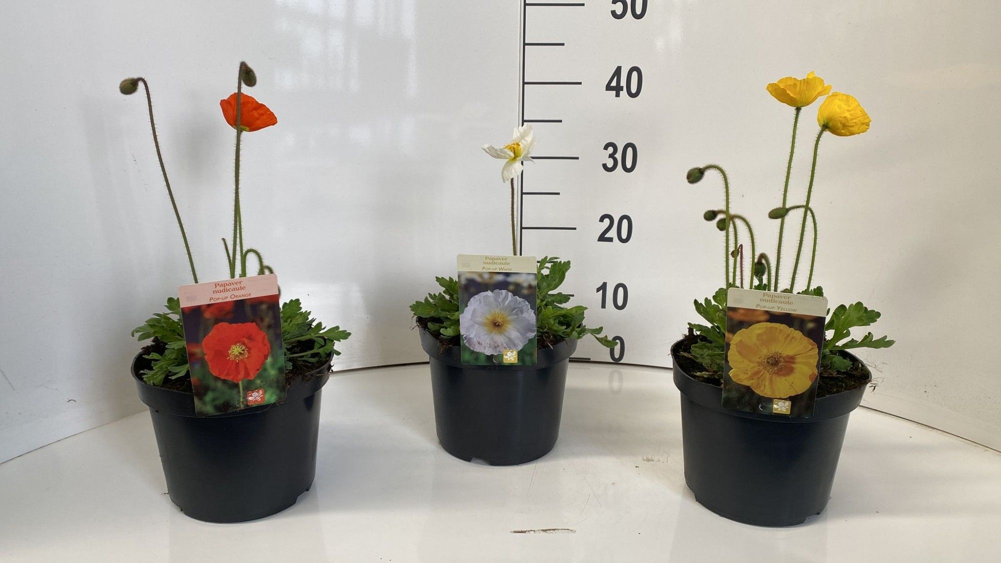 436 DVDS : P19 PAPAVER NUDICAULE MIX COLORS ORANGE-YELLOW-WHITE, D 19