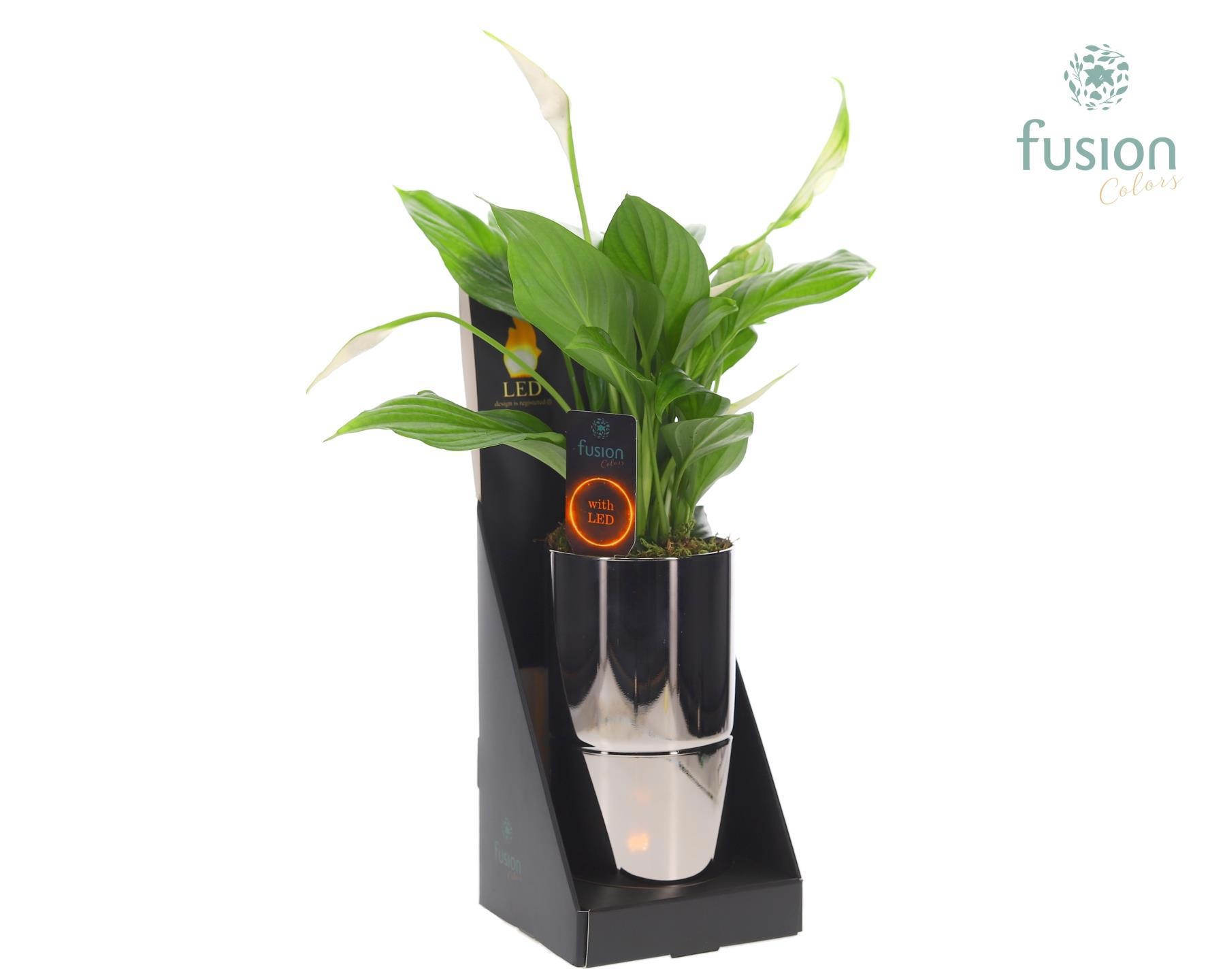 Glas tube Led planter groot met Spathiphyllum, D 11 cm Glas tube Led planter groot met Spathiphyllum, D 11 cm