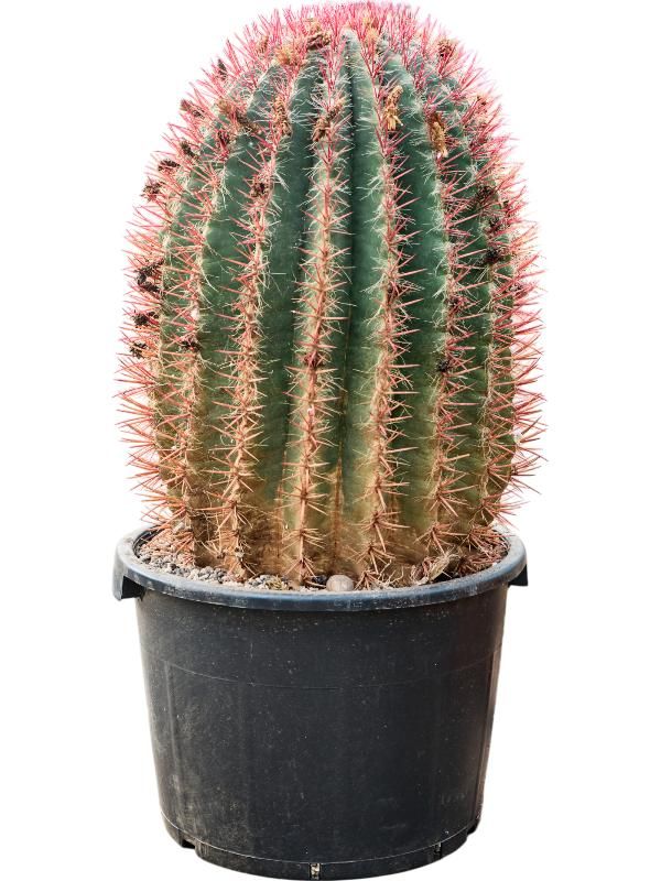 Ferocactus stainesii, D 38 cm