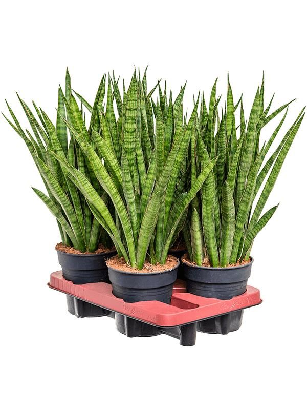 Sansevieria kirkii 4/tray, D 14