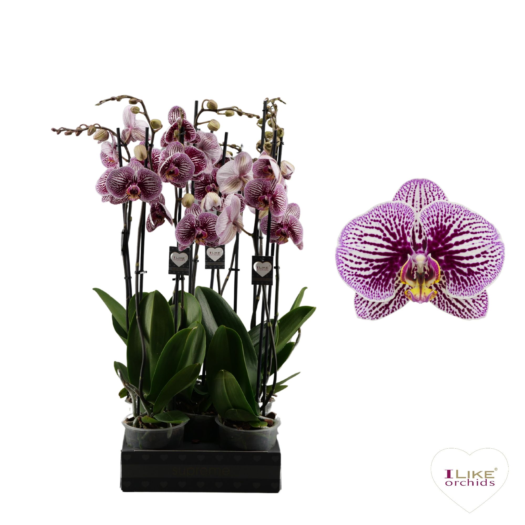 Phalaenopsis Black Stripes - 2 tak 60cm, D 12