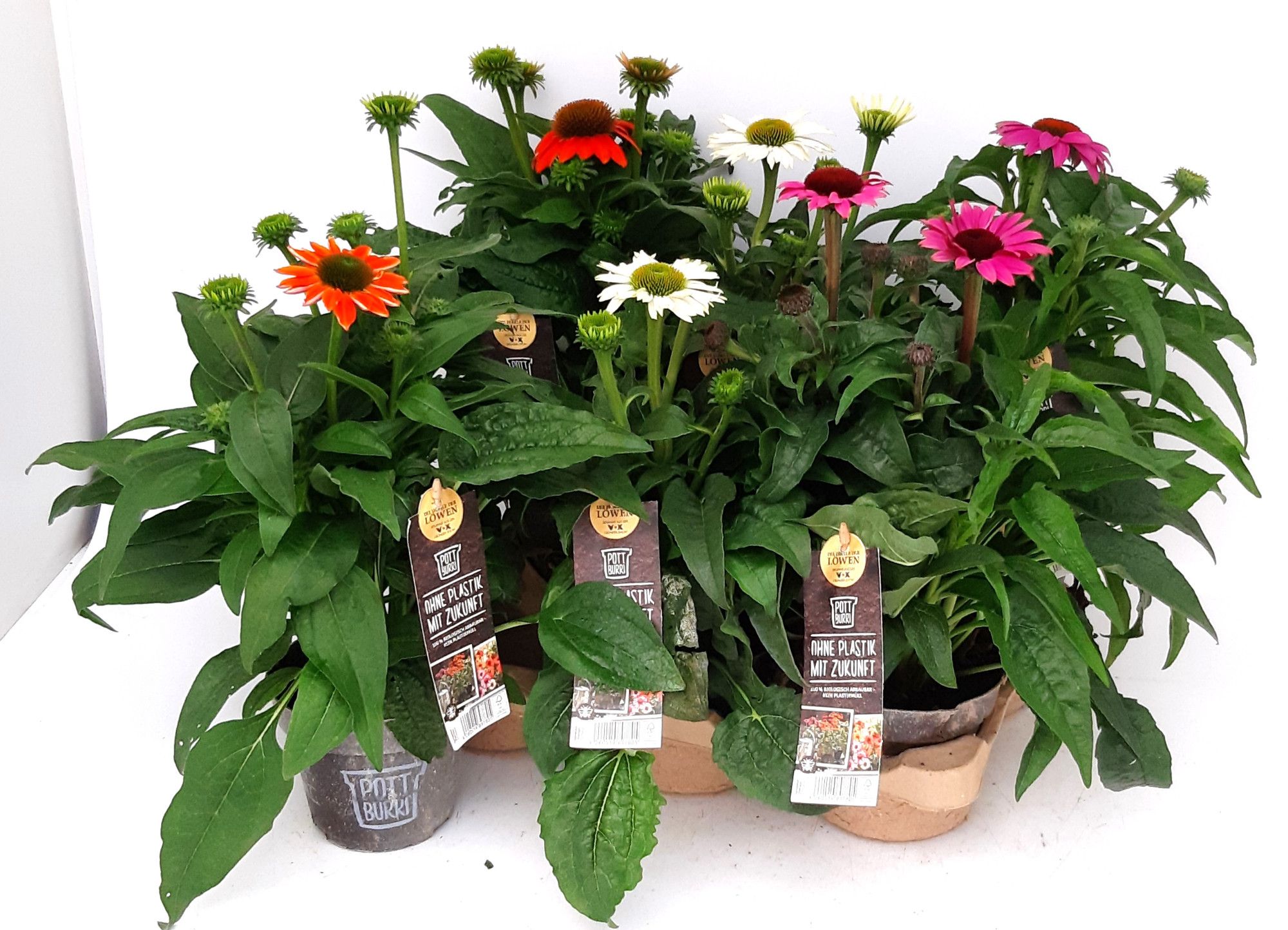 Echinacea Mix T13 im Pottburri Topf, D 13