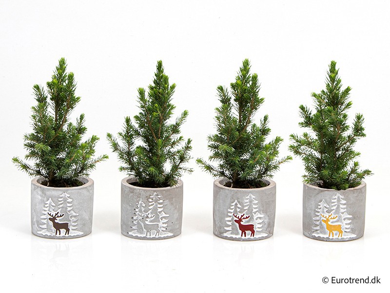 PICEA GLAUCA E 3422, D 6 cm