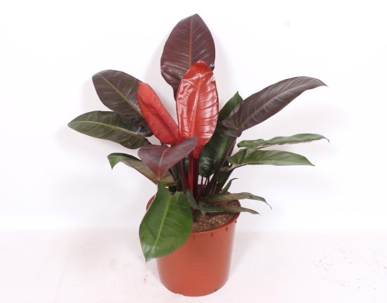 Philodendron Sun Red, D 34