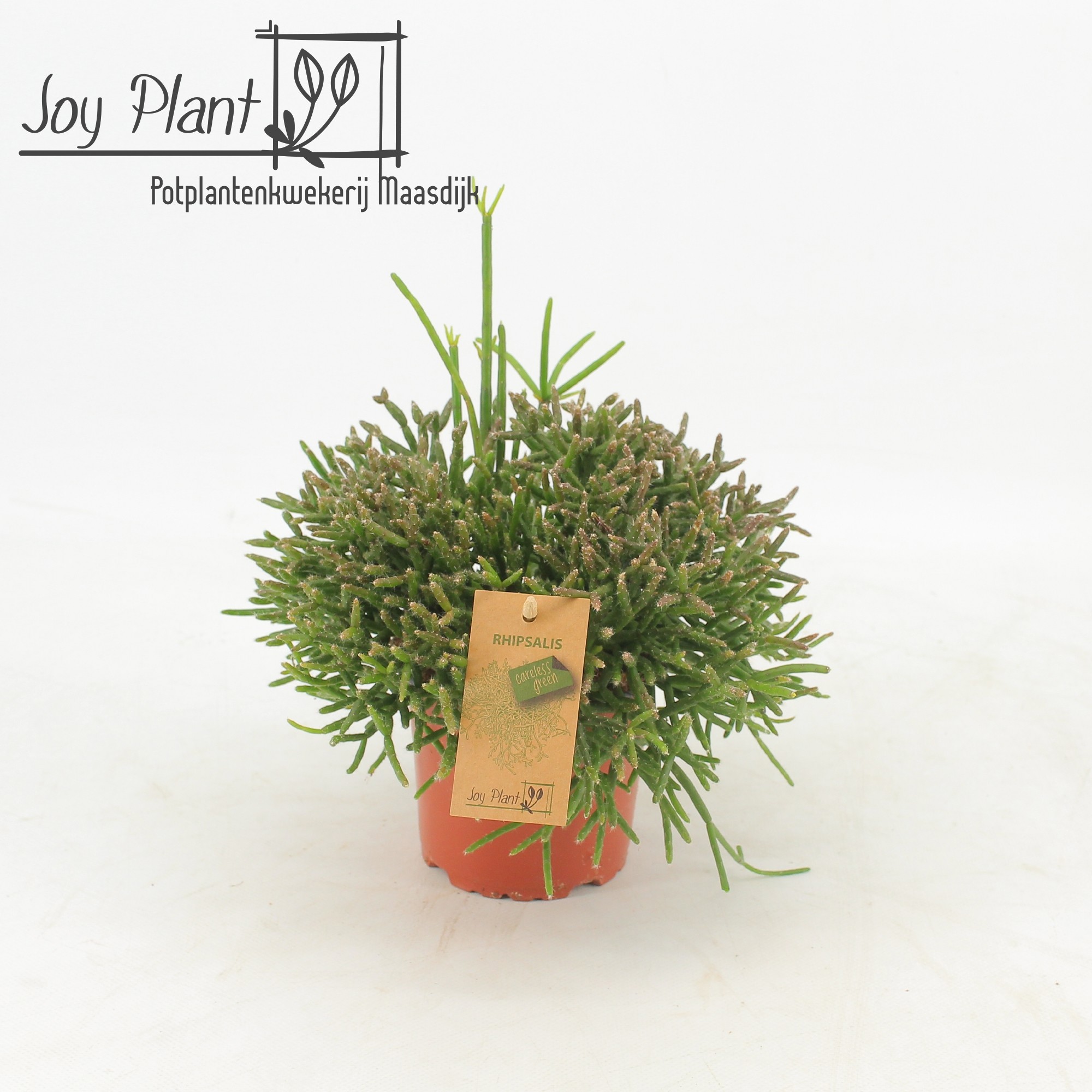 Rhipsalis Burchelli p12, D 12