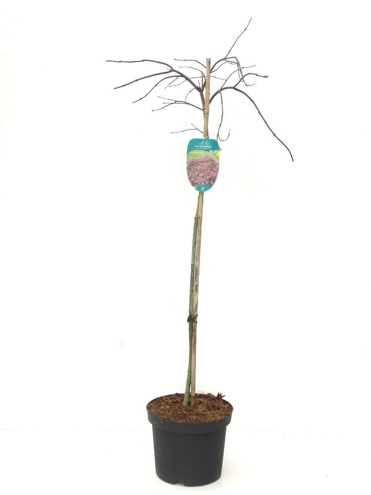 Acer palmatum 'Inaba-shidare' Stam P26 Full CC, D 26