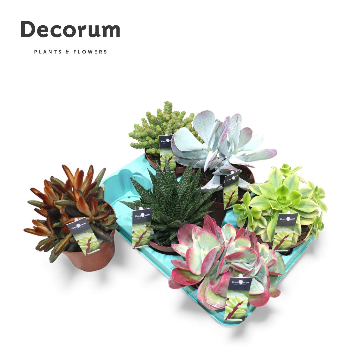 Succulenten Mix (6spc.) (decorum), D 13
