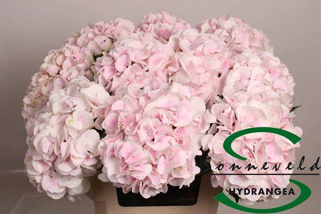 Гортензия Свит Верена 60, шт.