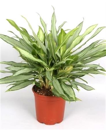 Aglaonema 'White Lance', D 17