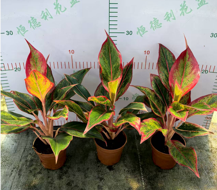 Аглаонема крит флейм 9 18