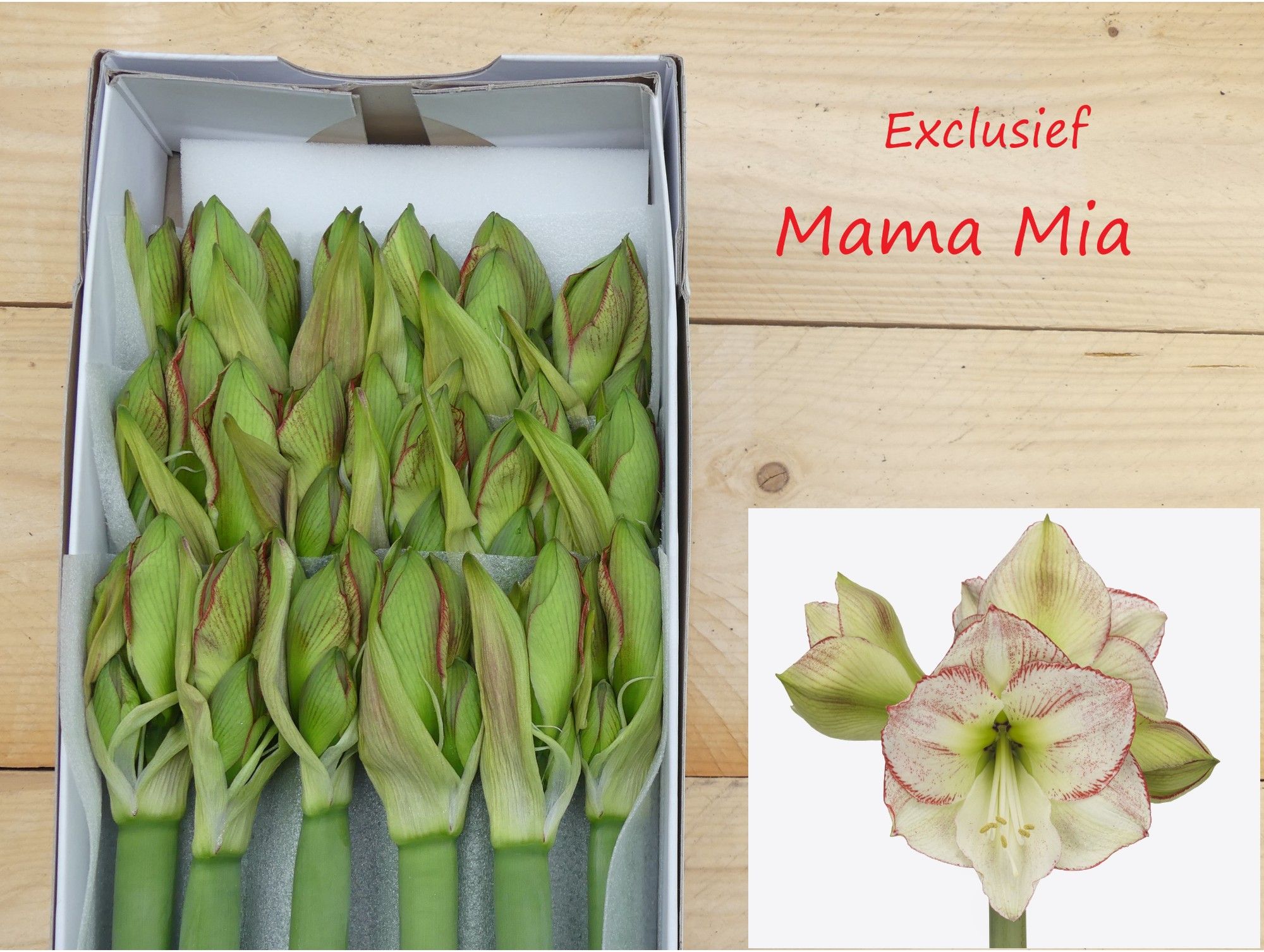 Амарилис Мама Миа (зелено-красн.) x18, шт.