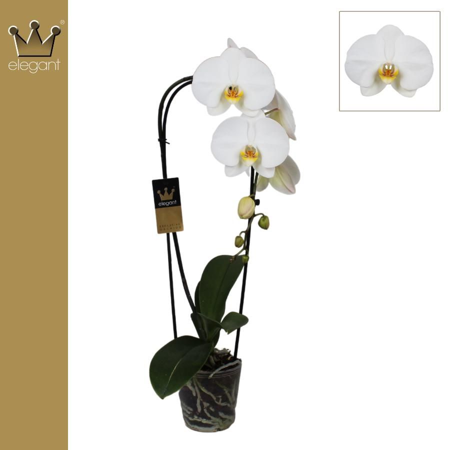 Phalaenopsis 1 tak, Cascade White Diamond, D 12