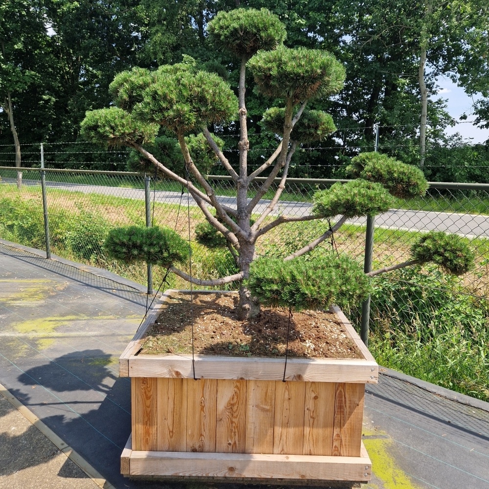 Pinus mugo 'Gnom', D 110 cm