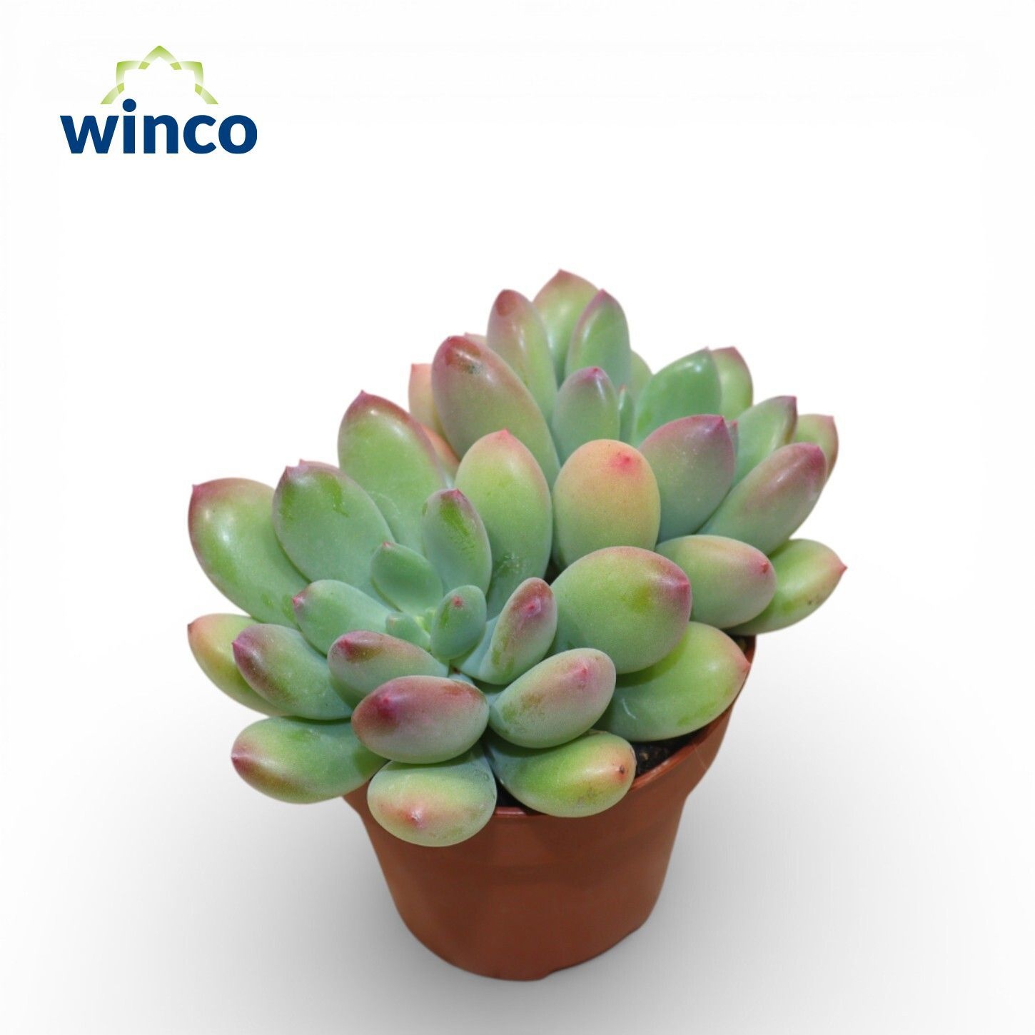 Pachyveria Thunderbirds, D 8,5