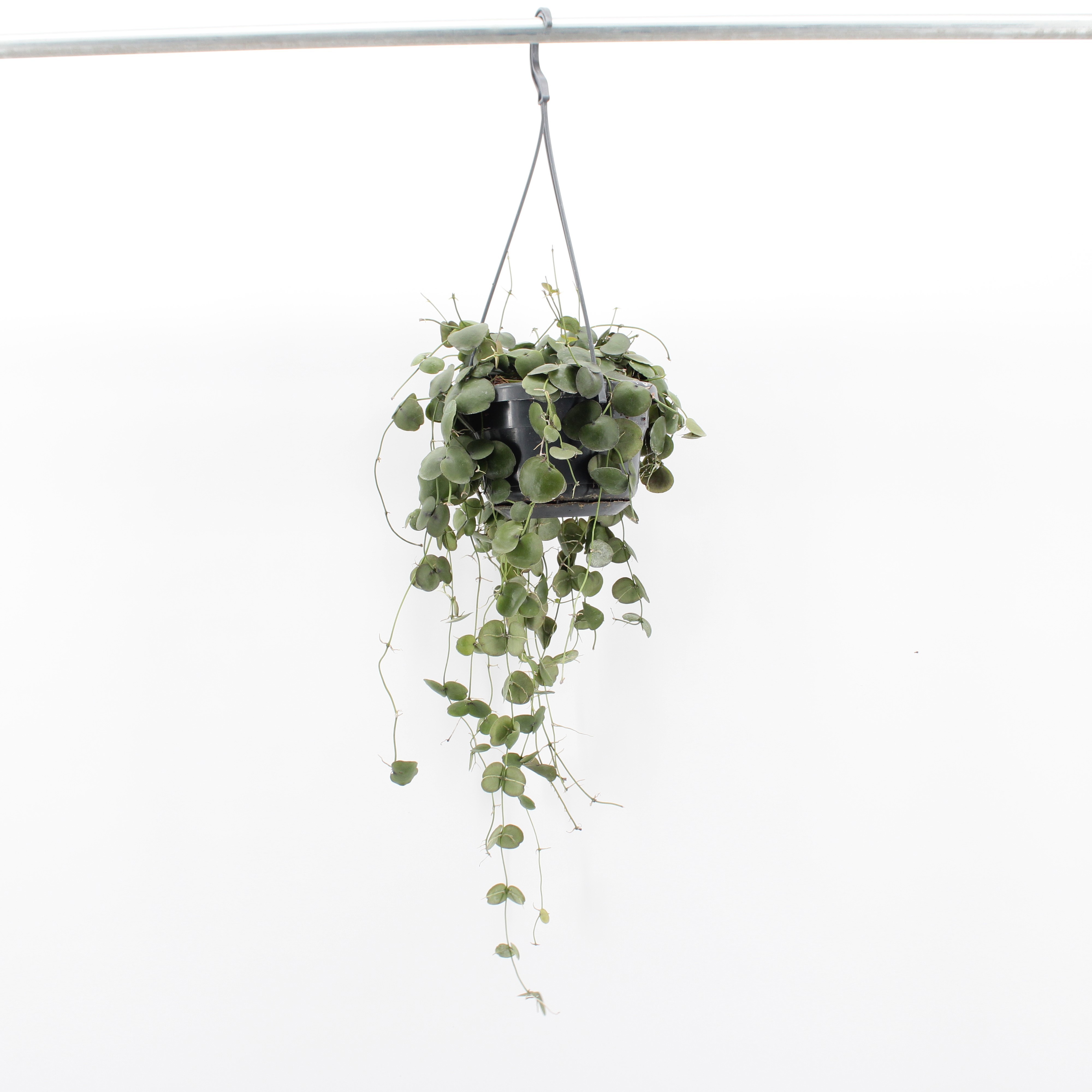 Dischidia Overige, D 14