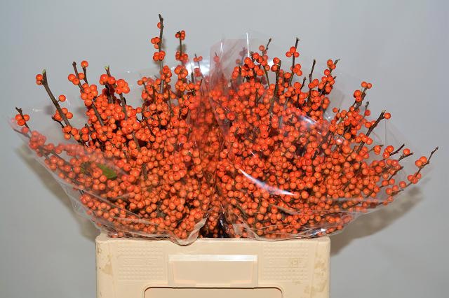 Илекс Ля Рэндж 55, шт.