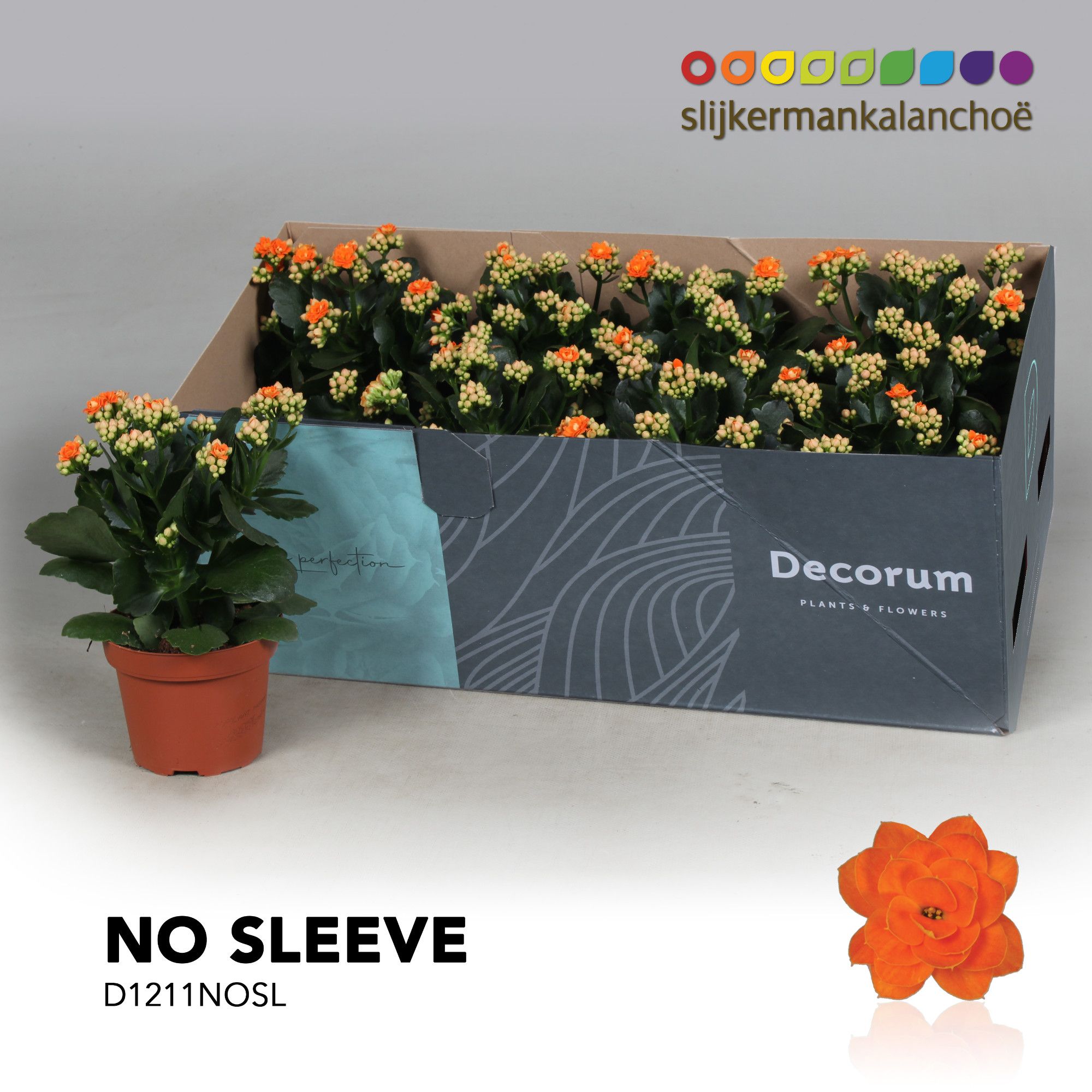 Kalanchoe No Sleeve - Orange, D 12