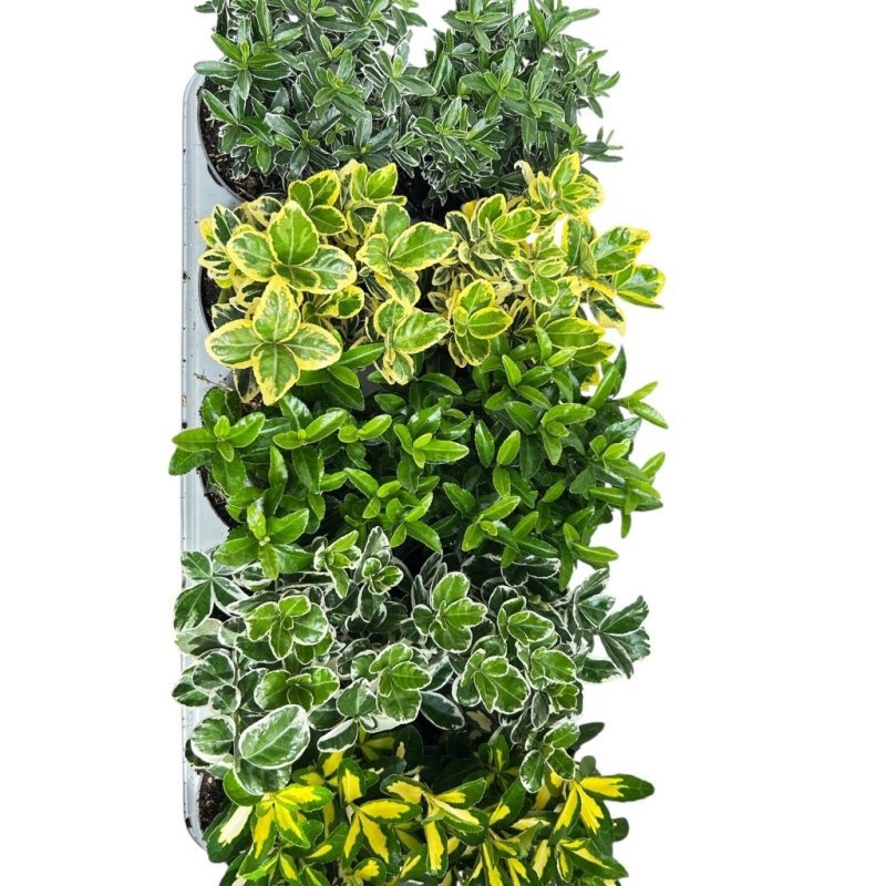 Euonymus Gemengd, D 12