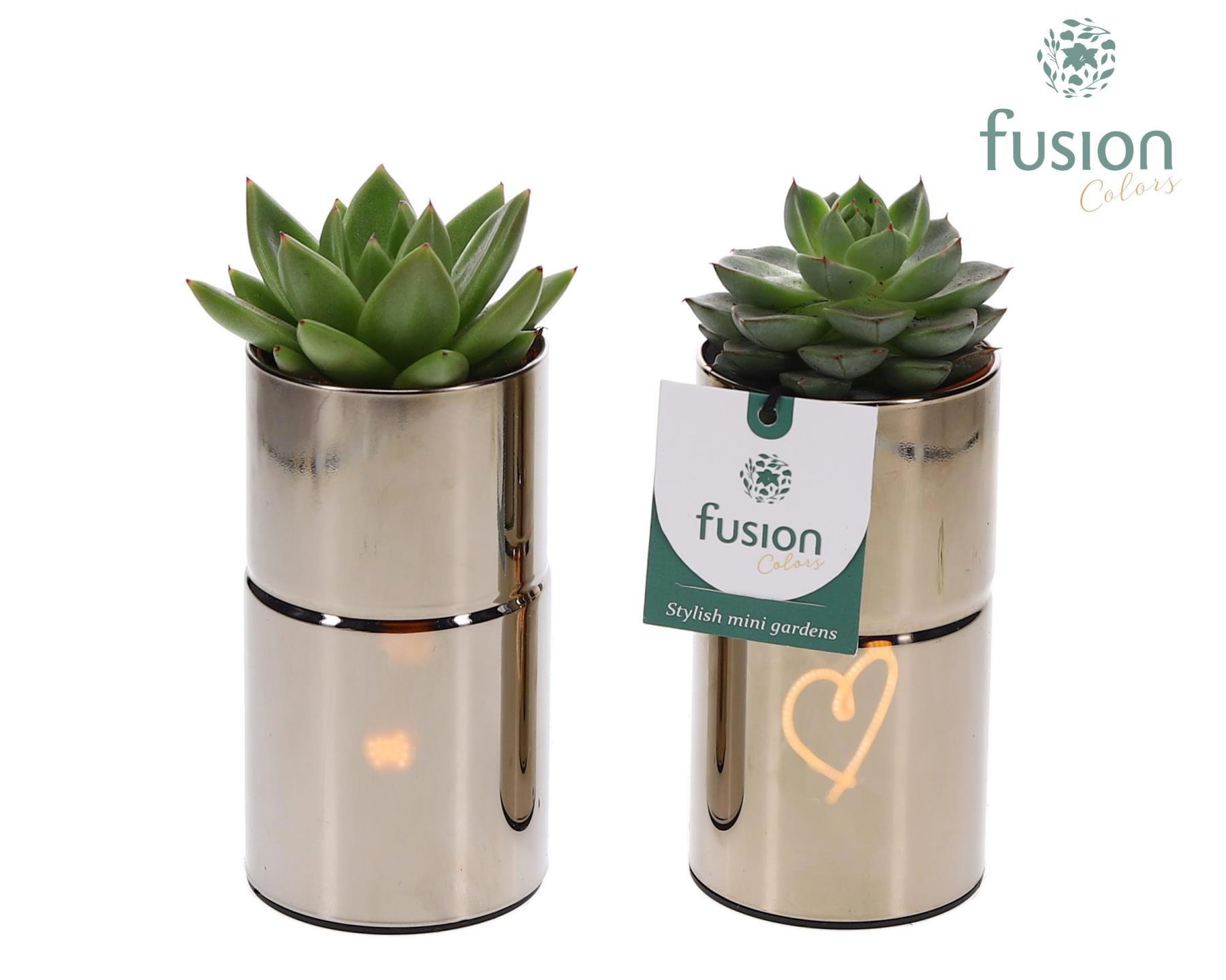 LED Glas tube planter met Suculent, D 7