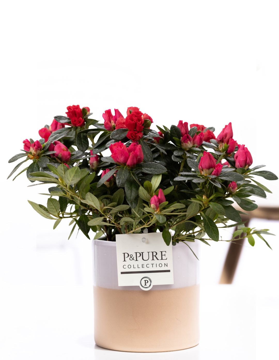 1st class Azalea red in P&PURE Tess 2 ceramics white, D 12