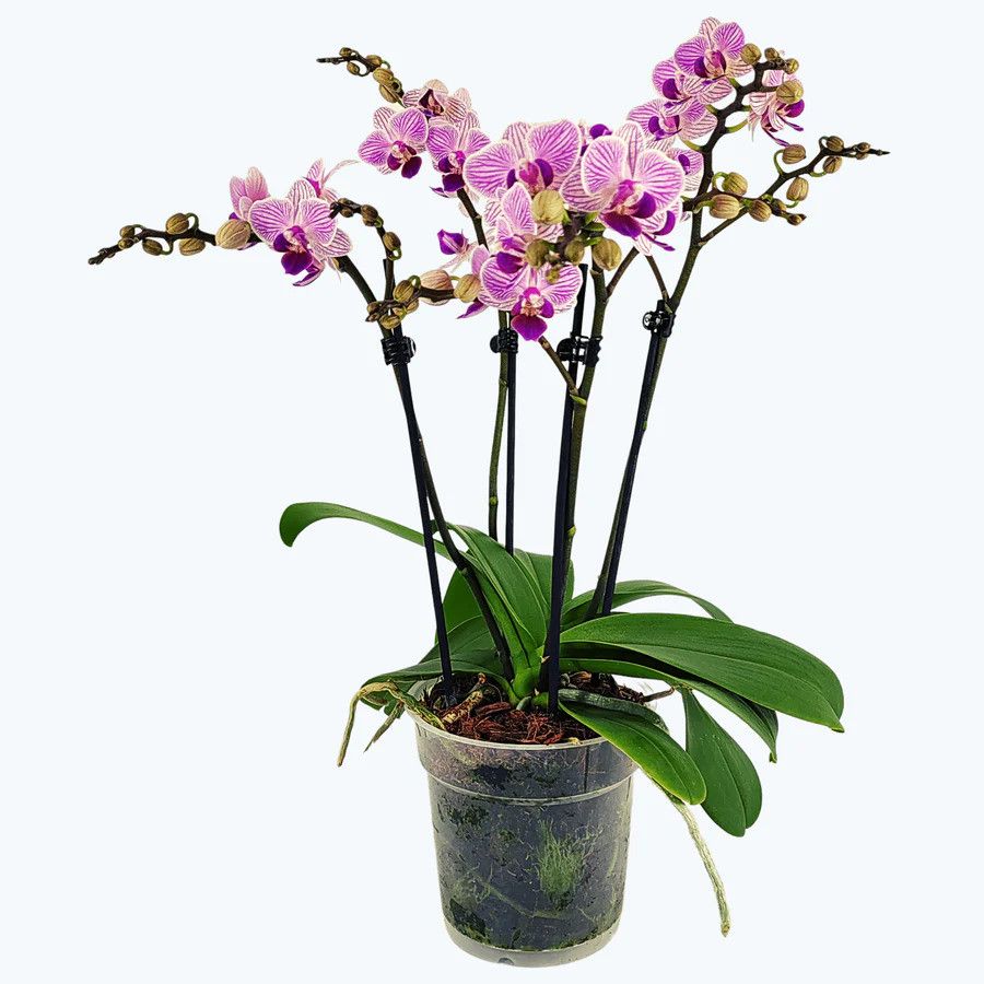 Phal. 3-4 tak 'Azur' 12 cm Topf 'Two of Us', D 12