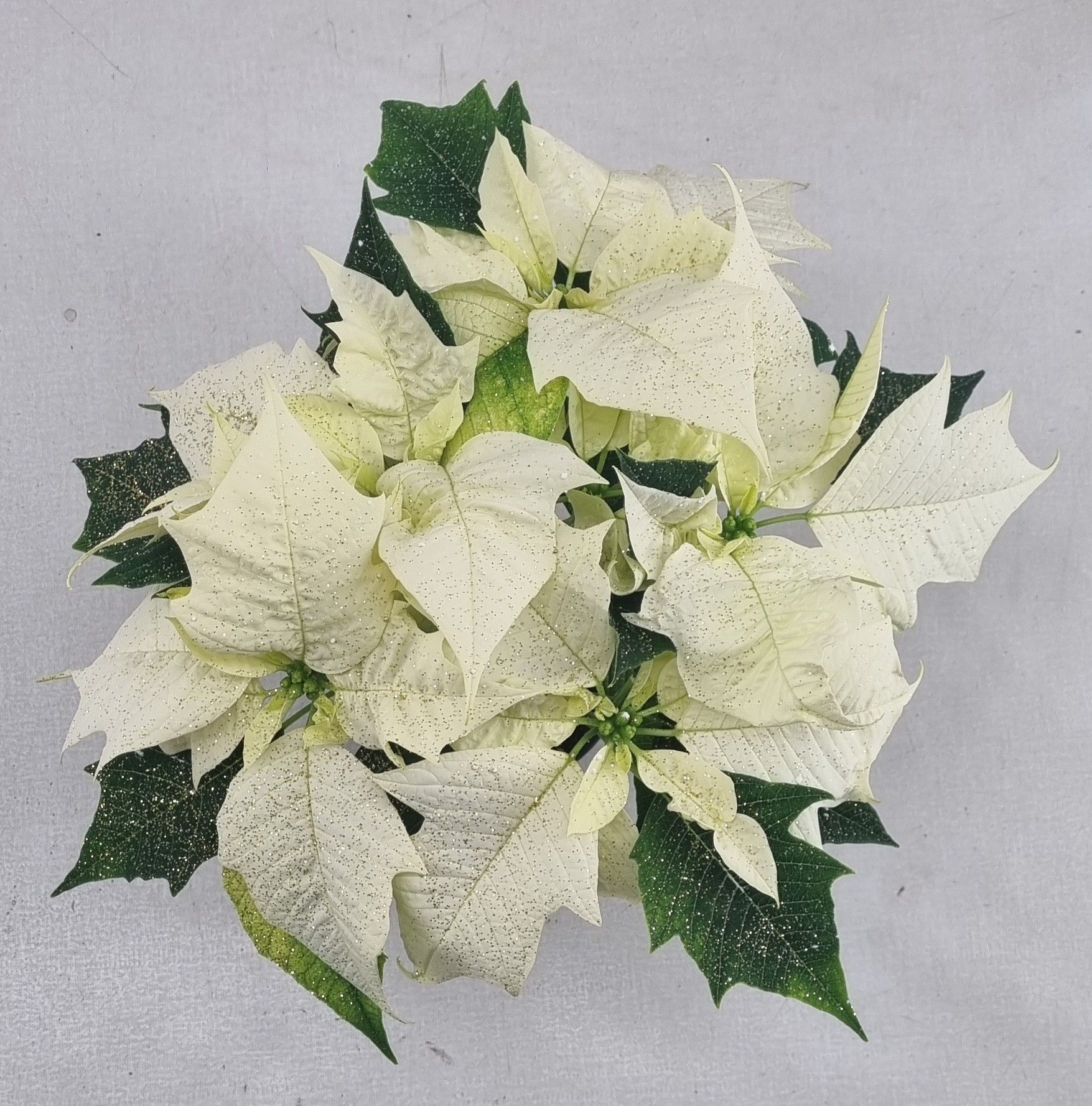 Poin Alaska pot 10,5 cm + goudglitter (Euphobia), D 10,5 cm