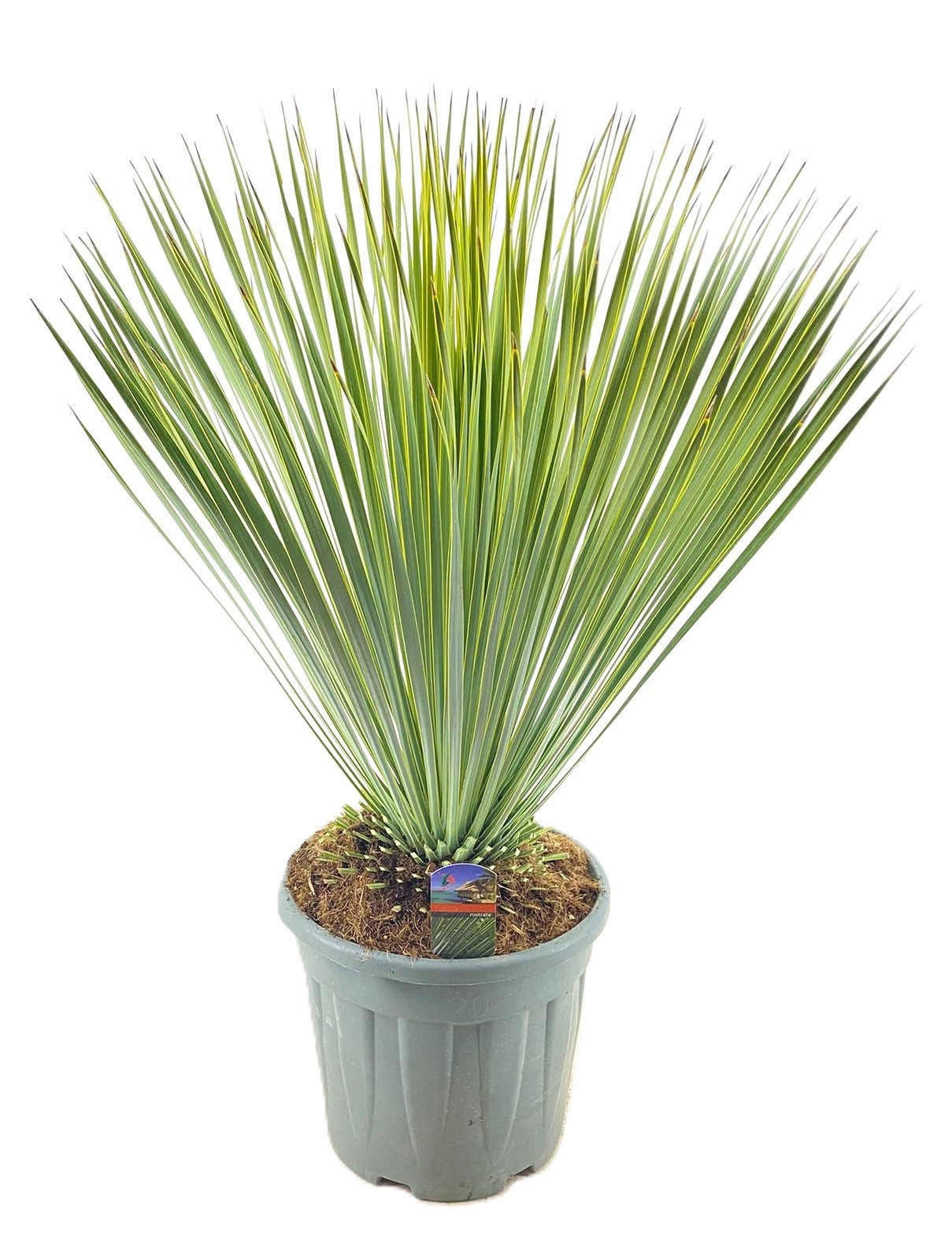 Yucca Rostrata, D 34