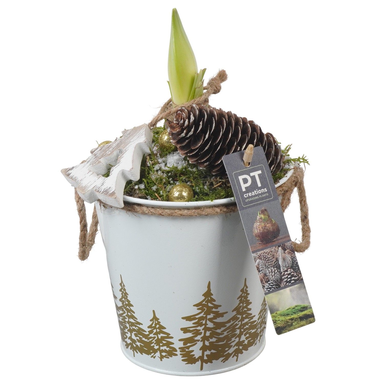 PTACH5865 Arrangement Amaryllis Christmas in metalen pot, D 13 cm PTACH5865 Arrangement Amaryllis Christmas in metalen pot, D 13 cm