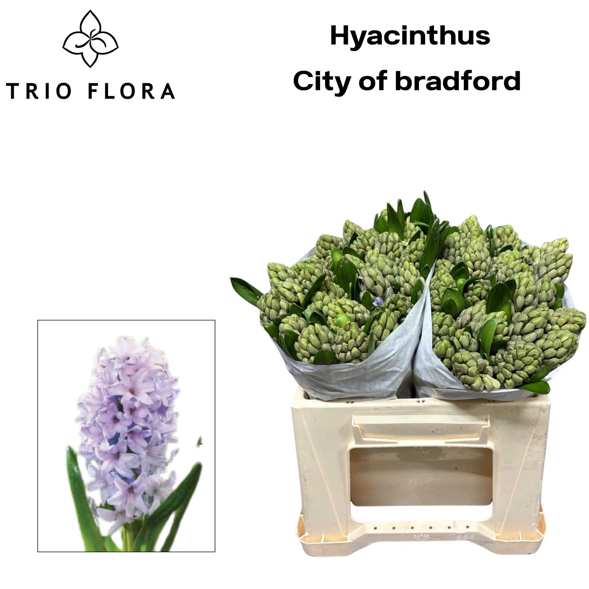 Гиацинт Сити Оф Брэдфорд, шт.