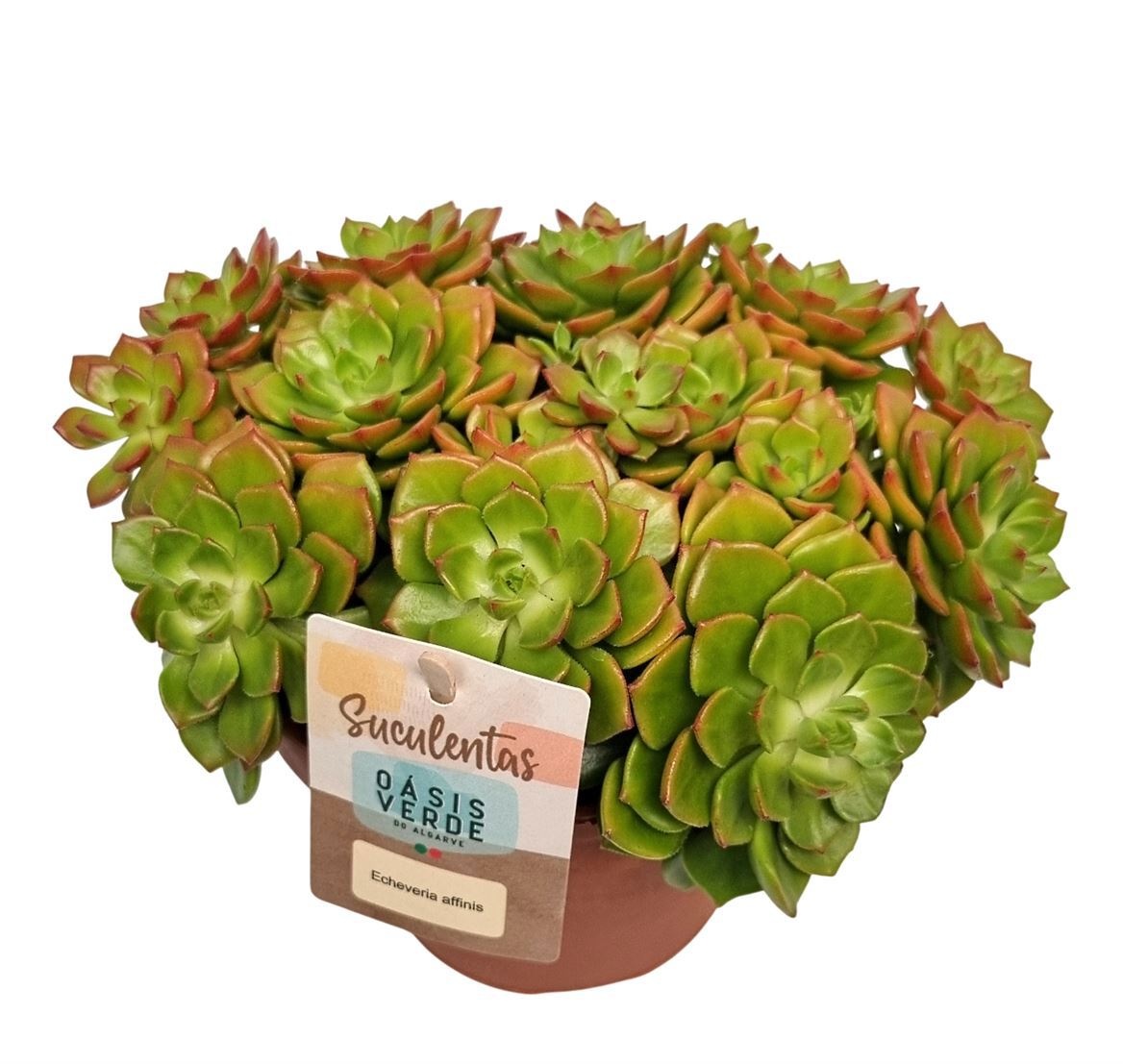Echeveria Affinis - 1154, D 14 cm Echeveria Affinis - 1154, D 14 cm